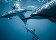 开云APP-下半场强势反扑 新疆男篮主场逆转胜广东